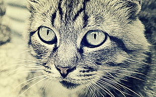 grayscale portrait photography of Tabby cat