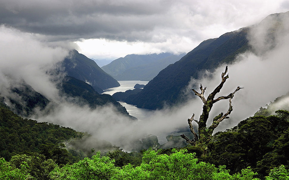 green leaf trees, mountains, river, clouds, trees HD wallpaper