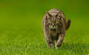 shallow focus photography of silver tabby cat running on green grass field