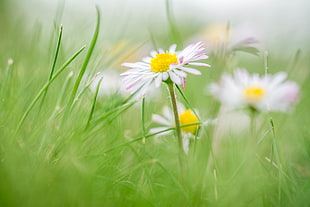 shallow focus photography of white-and-pink daisies