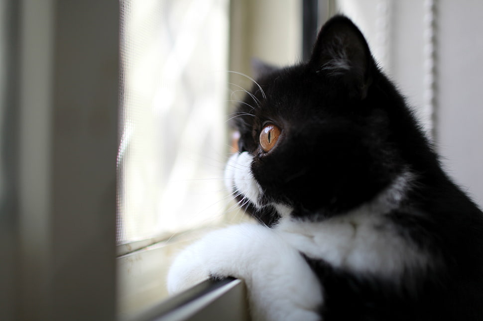 white and black short coat cat HD wallpaper