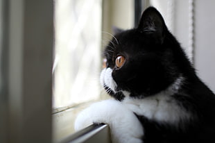 white and black short coat cat