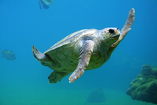 gray turtle underwater photography