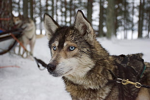 gray Siberian husky, Husky, Dog, Muzzle
