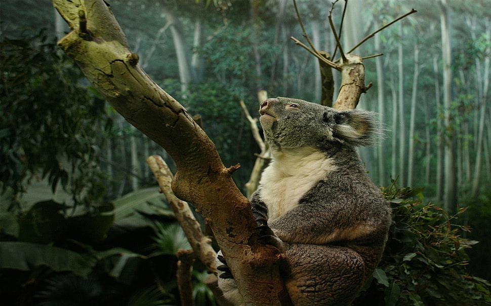 Koala bear HD wallpaper