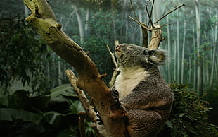 Koala bear HD wallpaper
