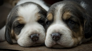 two short-coated white-and-gray puppies, dog, puppies, animals