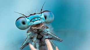 macro shot photography of blue dragon fly, dragonflies, bug, insect, nature HD wallpaper