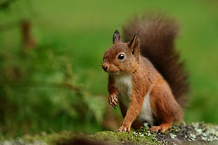 brown squirrel during daytime