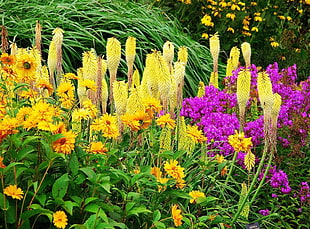 yellow and purple flowers in garden HD wallpaper