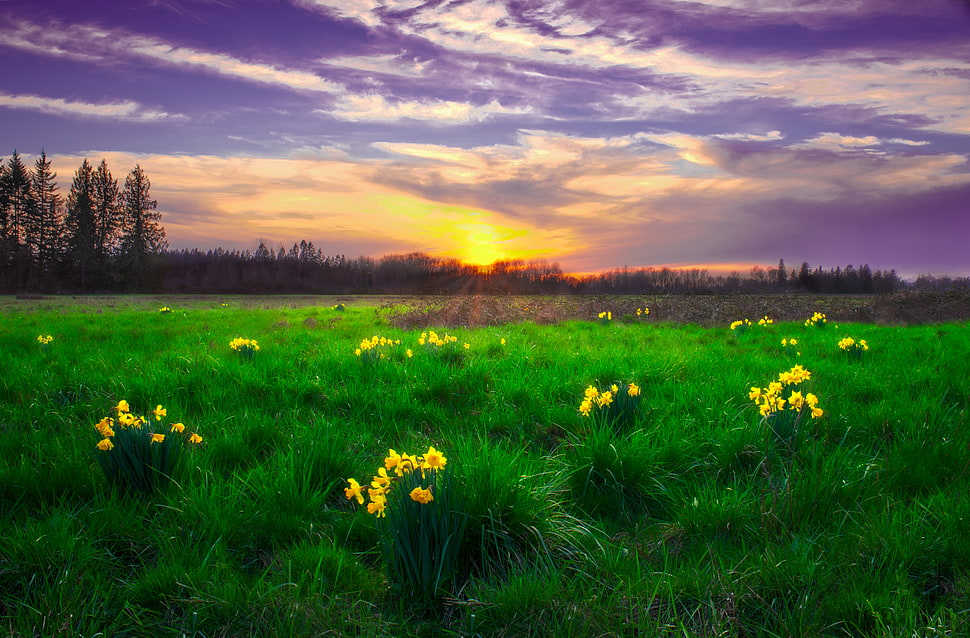 yellow petaled flowers surrounds with grass during daytime photo HD wallpaper