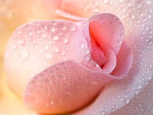 water dews on pink rose HD wallpaper