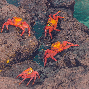 orange crabs, Crabs, Sea, Stones