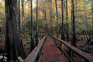 green metal rails near tree trunks, baldcypress