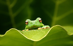 selective focus photography of green frag on leaf HD wallpaper