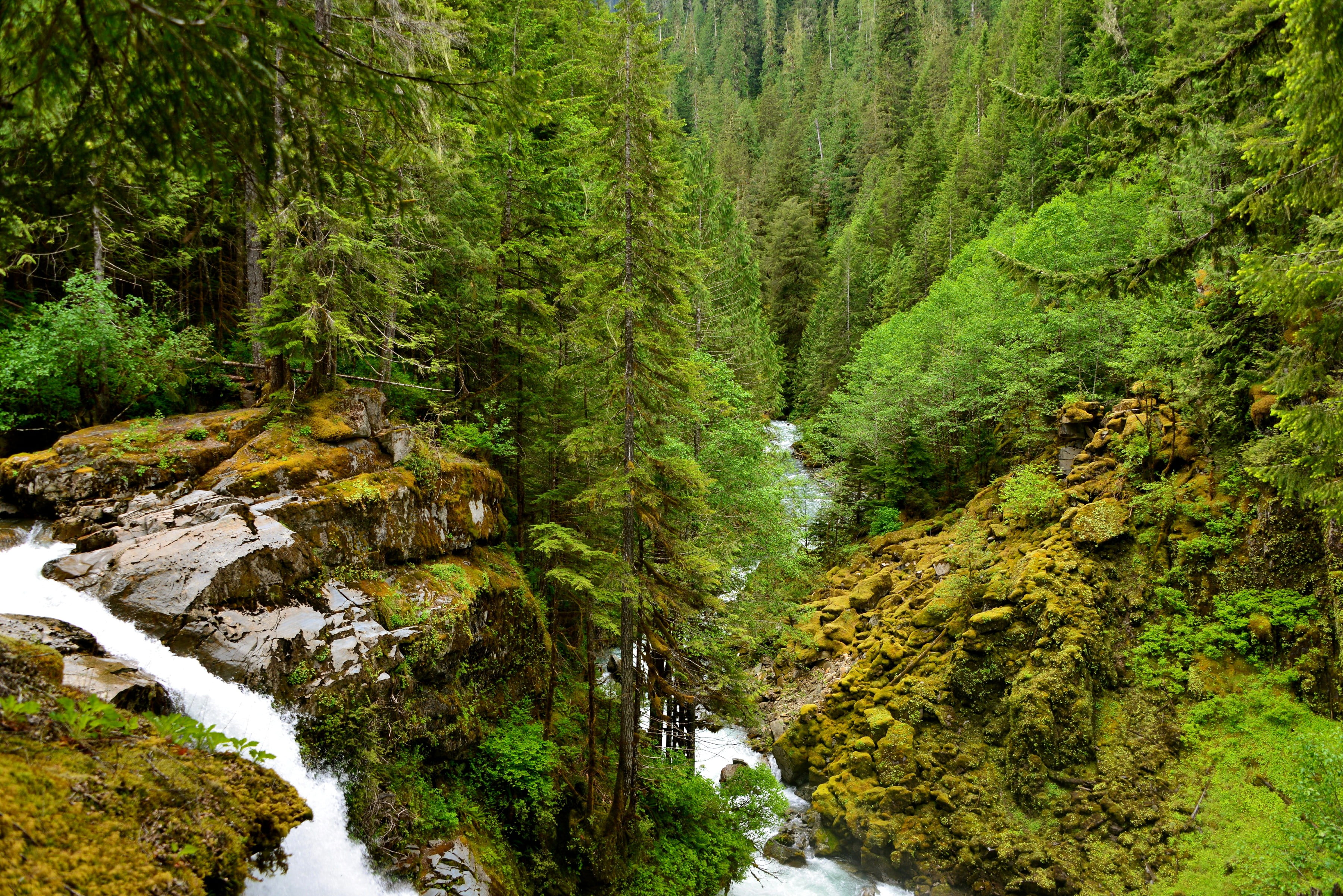 green leafed plant, forest, pine trees, river, trees