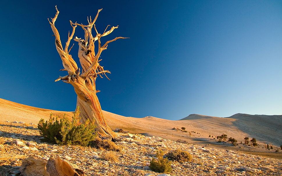 brown tree trunks on desert land HD wallpaper