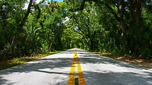 asphalt road, road, nature