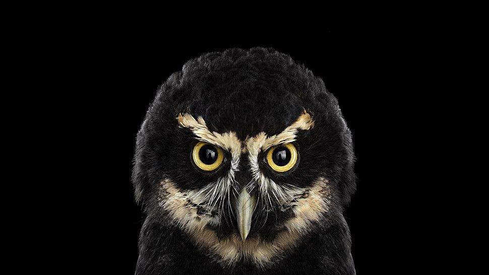 black and beige owl poster, photography, animals, birds, owl HD wallpaper