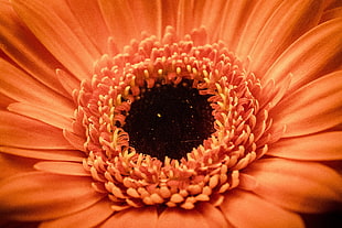 macro photography of orange Gerbera flower