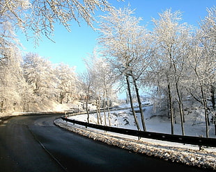 asphalt road beside leafless tree during winter season
