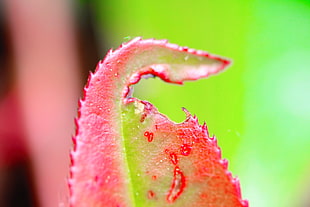 closeup photo of red and green leaf