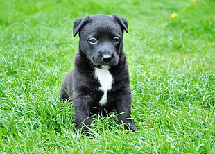 black and white American Pit bull terrier puppy HD wallpaper