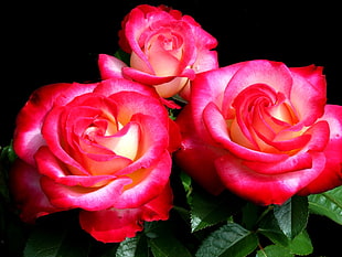 three pink roses HD wallpaper