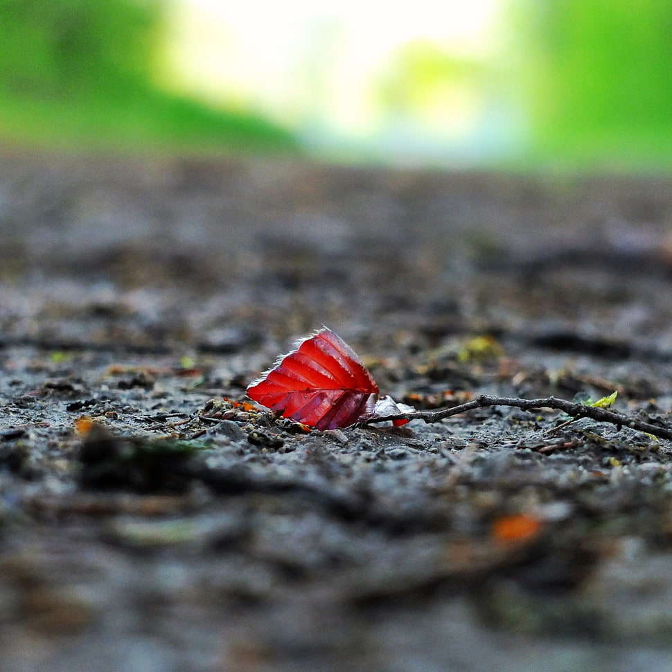 red leaf on gray soil in closeup photo, tiny HD wallpaper