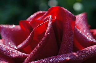 white Rose Petal