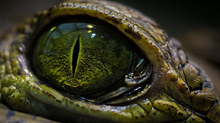 close-up photo of crocodile's eye HD wallpaper