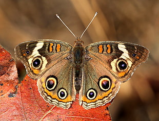 Common Buckeye Butterfly HD wallpaper