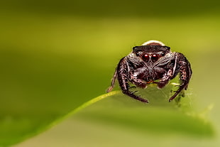 macro photo of a black jumping spider on green leaf