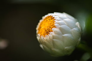 shallow focus of white and yellow flower, singapore