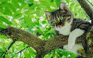 brown tabby cat, cat, animals, trees, green eyes HD wallpaper
