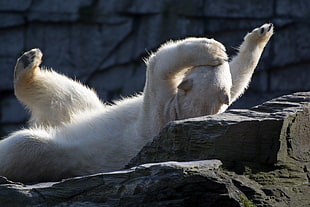 white bear on rock