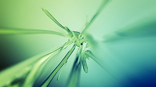 closeup photo of green splash