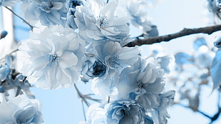 white petaled flowers, nature, flowers