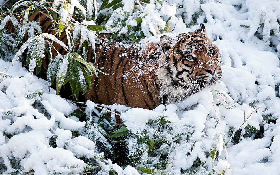 Siberian Tiger on snow HD wallpaper