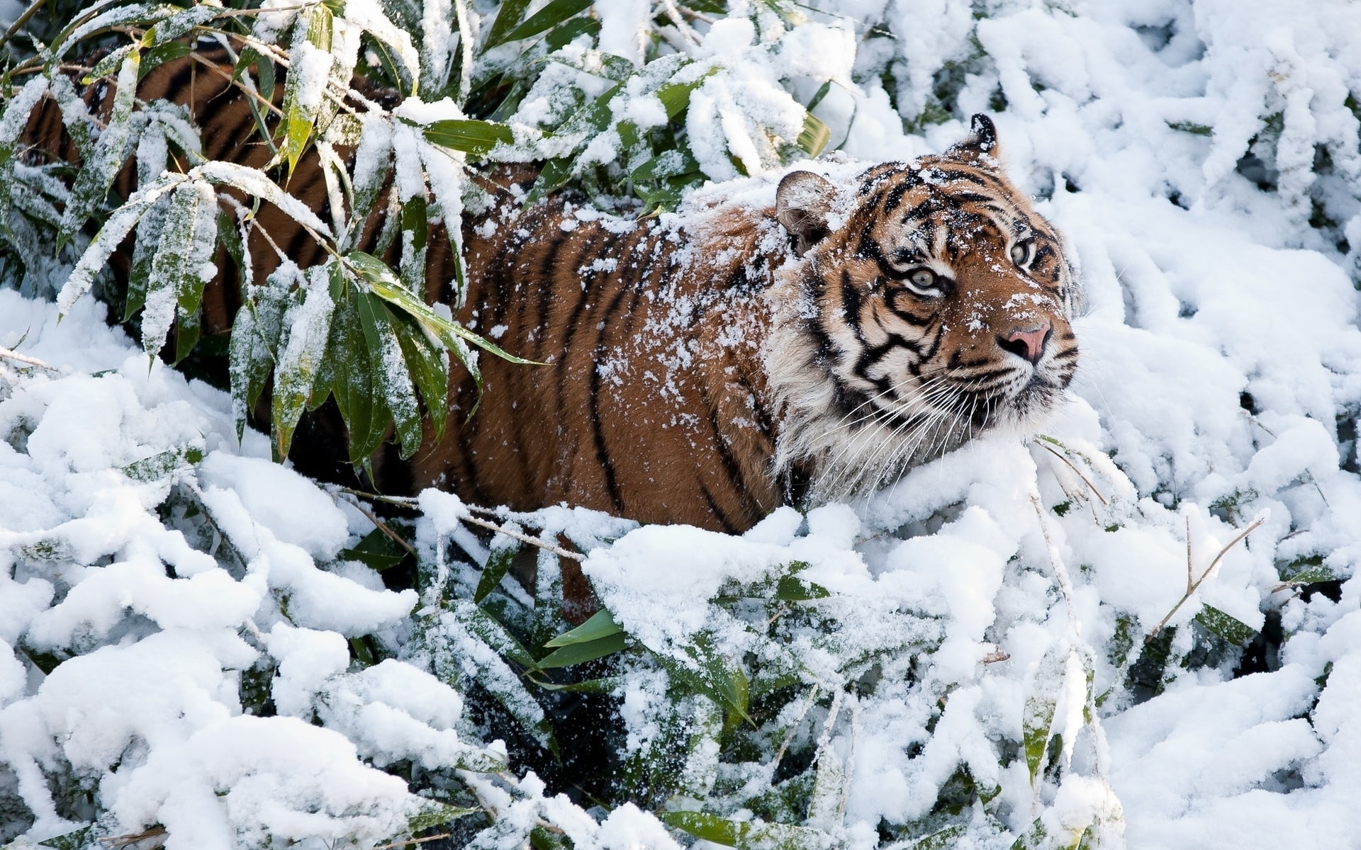 Siberian Tiger on snow