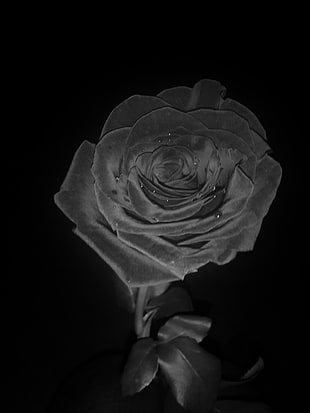 grayscale photo of rose, monochrome, rose, nature, filter HD wallpaper