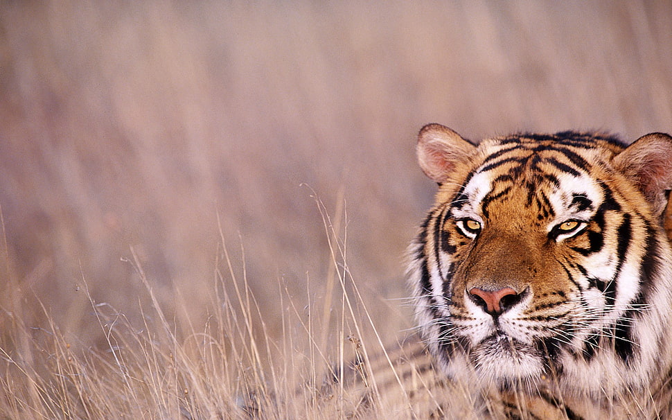 brown, white, and black tiger in grass field HD wallpaper