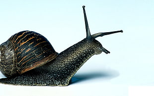 close-up photo of black snail