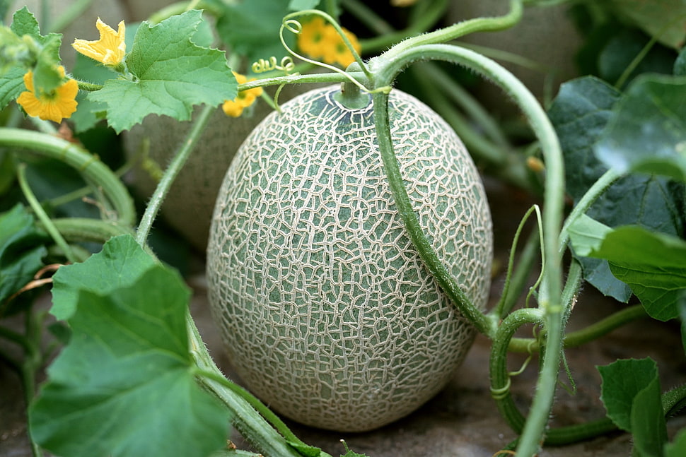 macro shot of melon fruit HD wallpaper