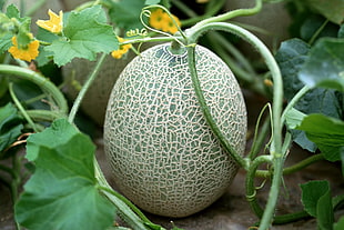 macro shot of melon fruit