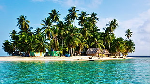 coconut tree, nature, lake, sea, palm trees