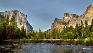 photo of a green tree with body of water, merced river, yosemite national park