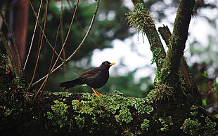black bird, animals, birds, depth of field, branch