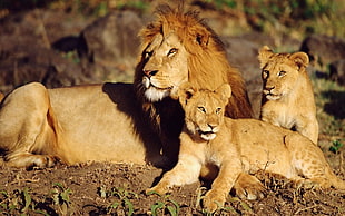 Lions,  Family care,  Sun,  Lying