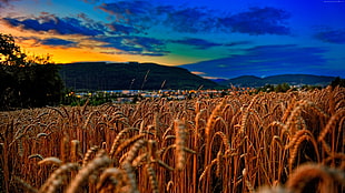 landscape photograph of wheat field HD wallpaper